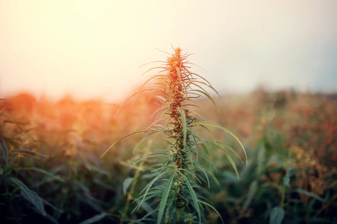?CBD מהן תופעות הלוואי של